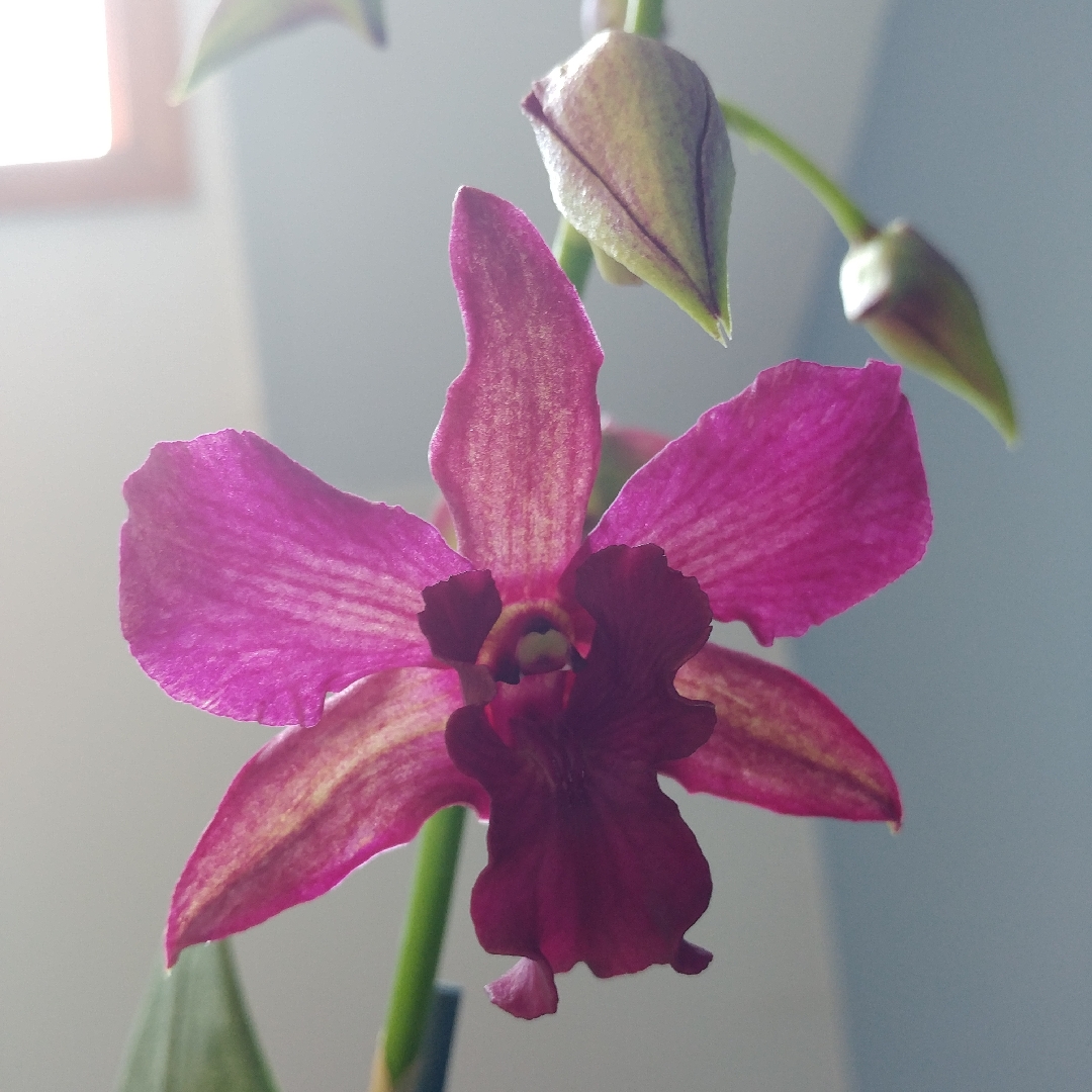 Dendrobium Violet Yamaji in the GardenTags plant encyclopedia Orchid Violet Yamaji in the GardenTags plant encyclopedia