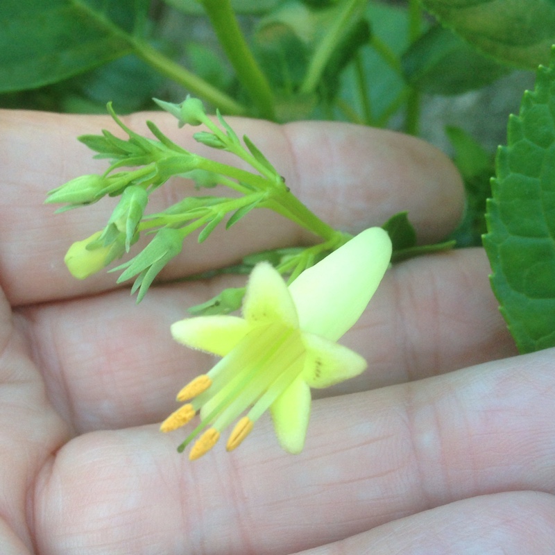 Phygelius x rectus Moonraker in the GardenTags plant encyclopedia Cape Figwort Moonraker in the GardenTags plant encyclopedia
