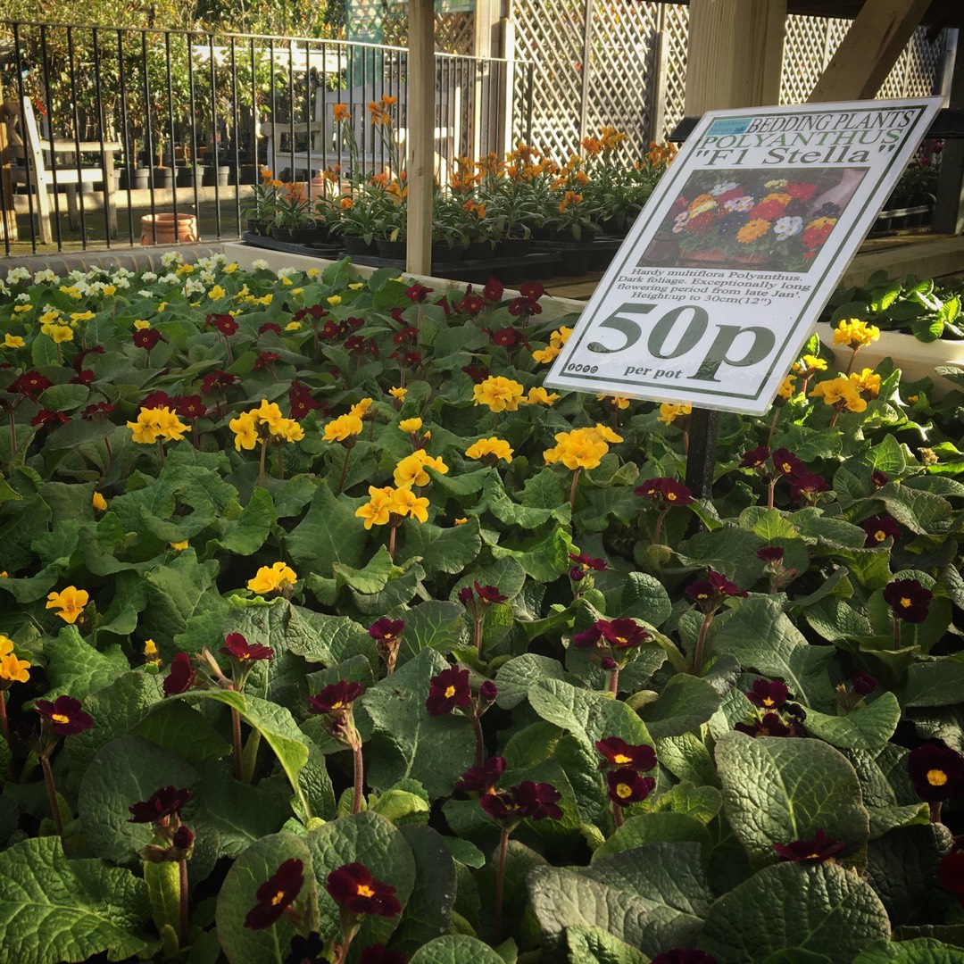 Primula Polyantha Stella (F1 Mix) in the GardenTags plant encyclopedia Polyanthus Stella (F1 Mix) in the GardenTags plant encyclopedia