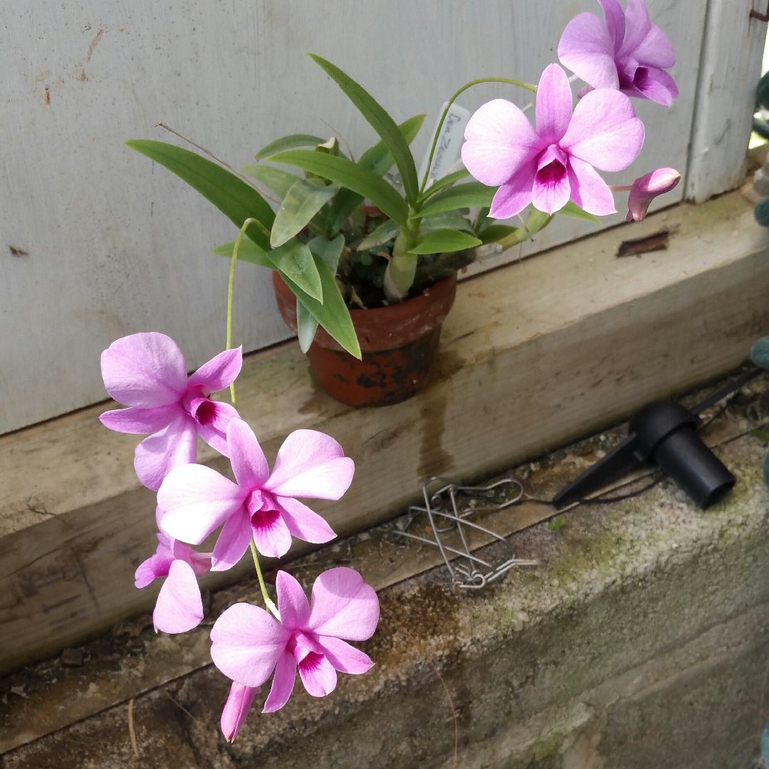 Dendrobium Zeschia Lynn in the GardenTags plant encyclopedia Orchid Zeschia Lynn in the GardenTags plant encyclopedia
