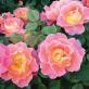Rosa Radpetals syn. Rosa Fruity Petals in the GardenTags plant encyclopedia Rose Fruity Petals (Climbing) in the GardenTags plant encyclopedia