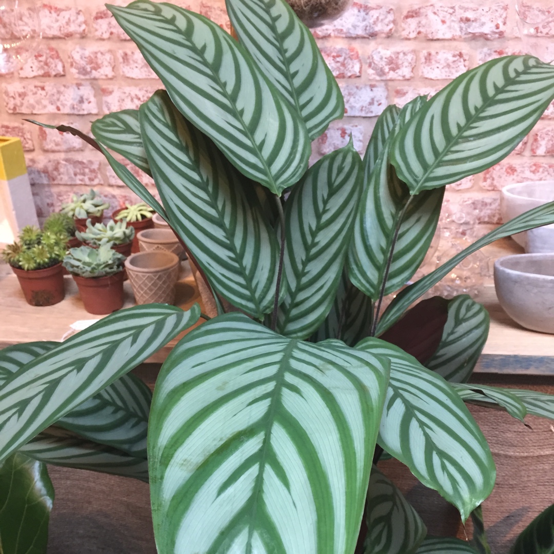 Ctenanthe oppenheimiana in the GardenTags plant encyclopedia Never Never Plant in the GardenTags plant encyclopedia