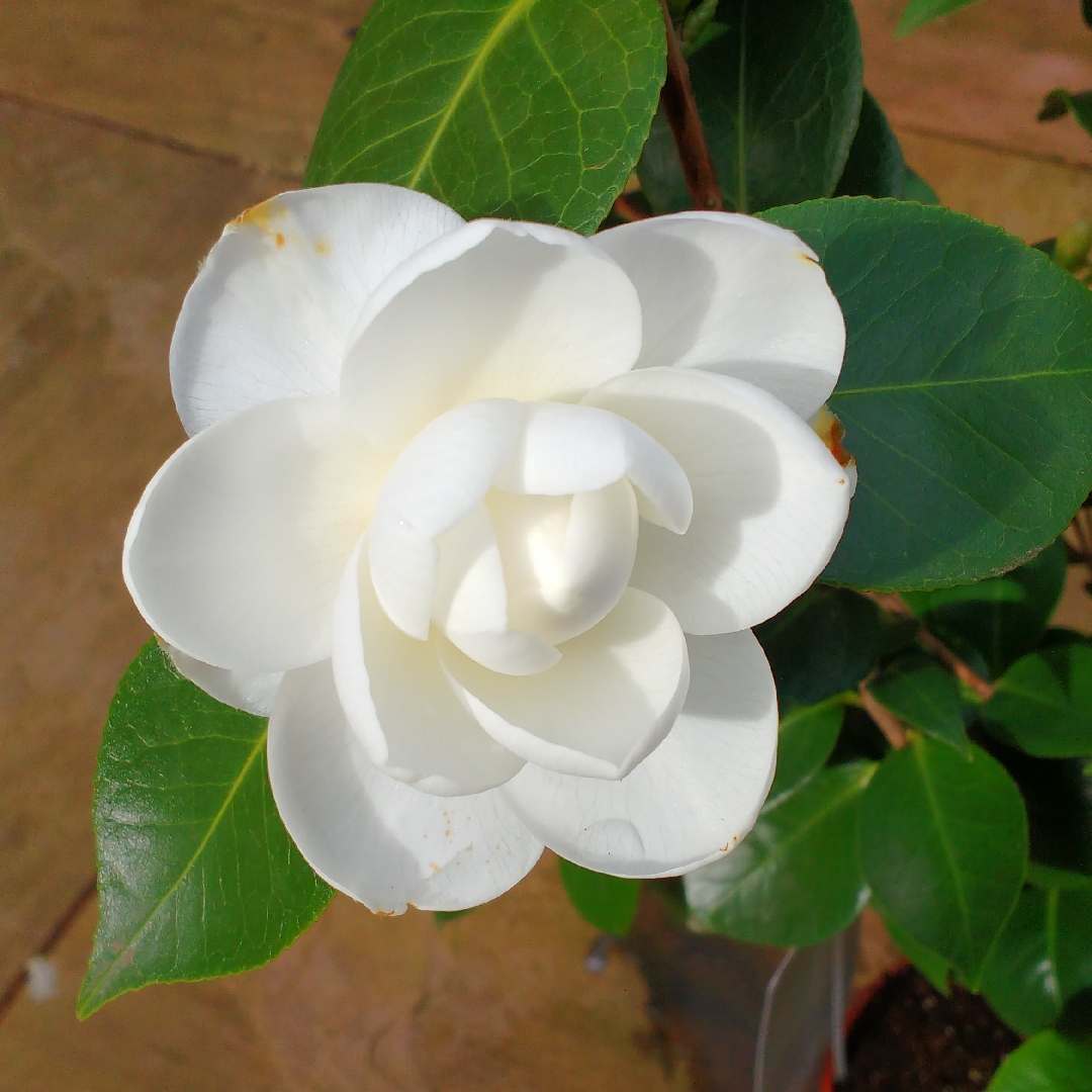 Camellia japonica Nuccios Gem in the GardenTags plant encyclopedia Camellia Nuccios Gem in the GardenTags plant encyclopedia