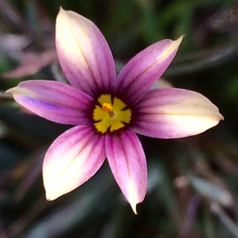 Sisyrinchium Biscutella in the GardenTags plant encyclopedia Blue-Eyed Grass Biscutella in the GardenTags plant encyclopedia