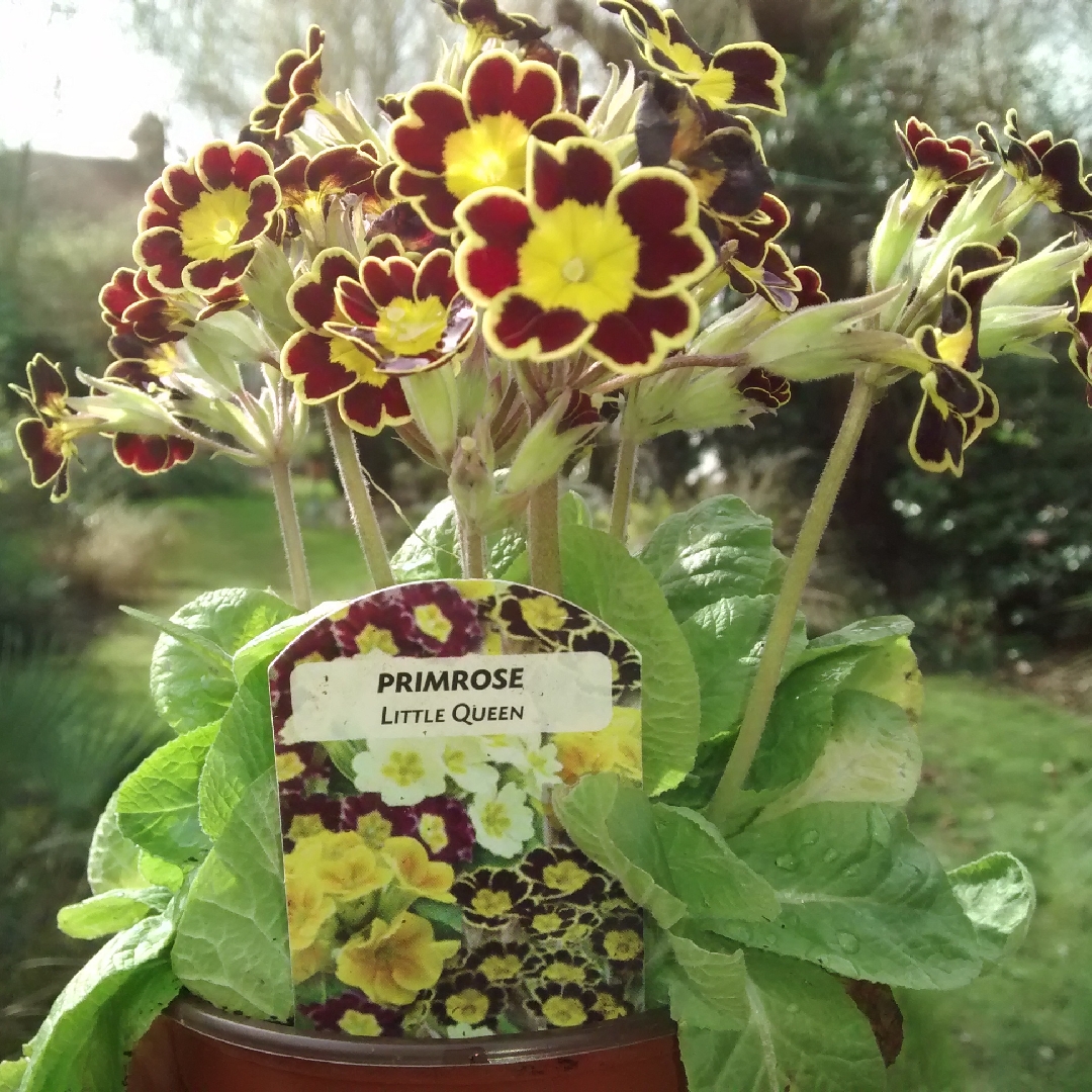 Primula veris Little Queen in the GardenTags plant encyclopedia Primula Little Queen in the GardenTags plant encyclopedia