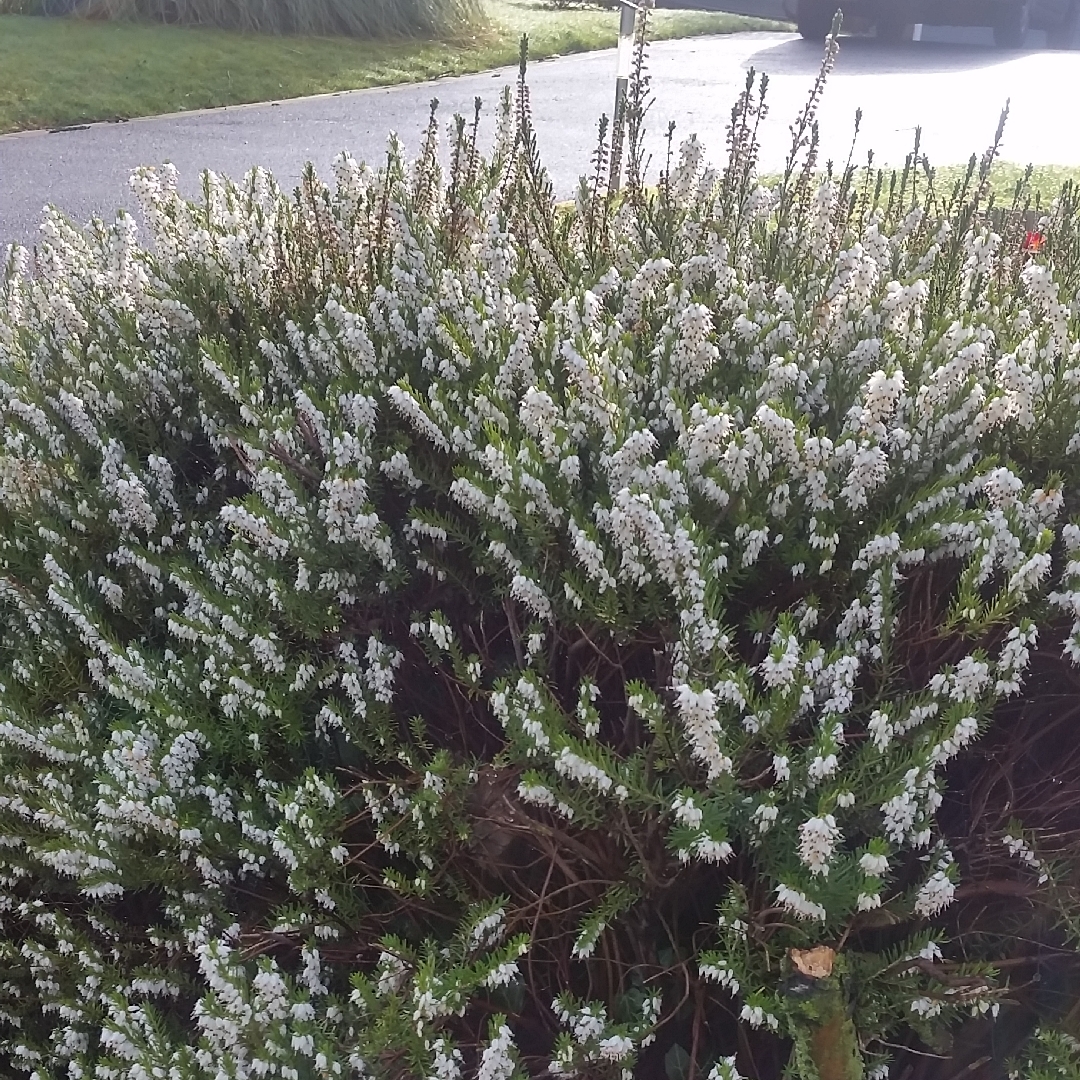 Erica carnea f. alba Springwood White in the GardenTags plant encyclopedia Winter Heath Springwood White in the GardenTags plant encyclopedia