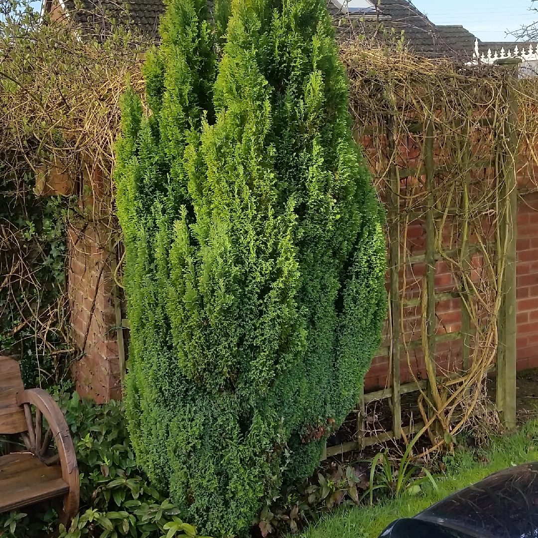 Lawsons Cypress Ellwoodii in the GardenTags plant encyclopedia