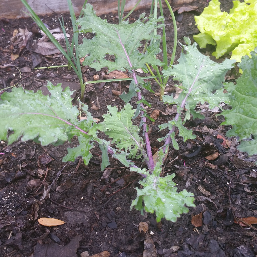 Brassica oleracea (Acephala Group) Red Winter in the GardenTags plant encyclopedia Kale Red Winter in the GardenTags plant encyclopedia