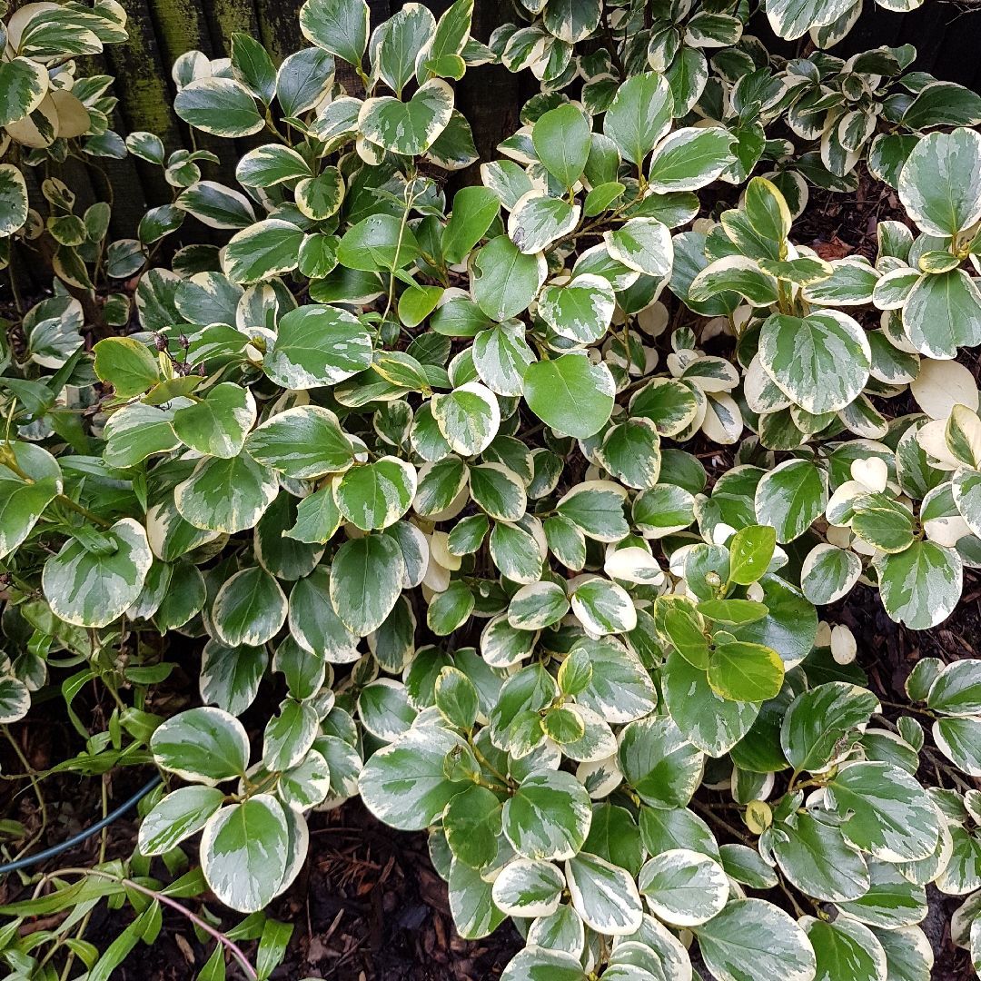 Griselinia littoralis Variegata in the GardenTags plant encyclopedia New Zealand Broadleaf Variegata in the GardenTags plant encyclopedia
