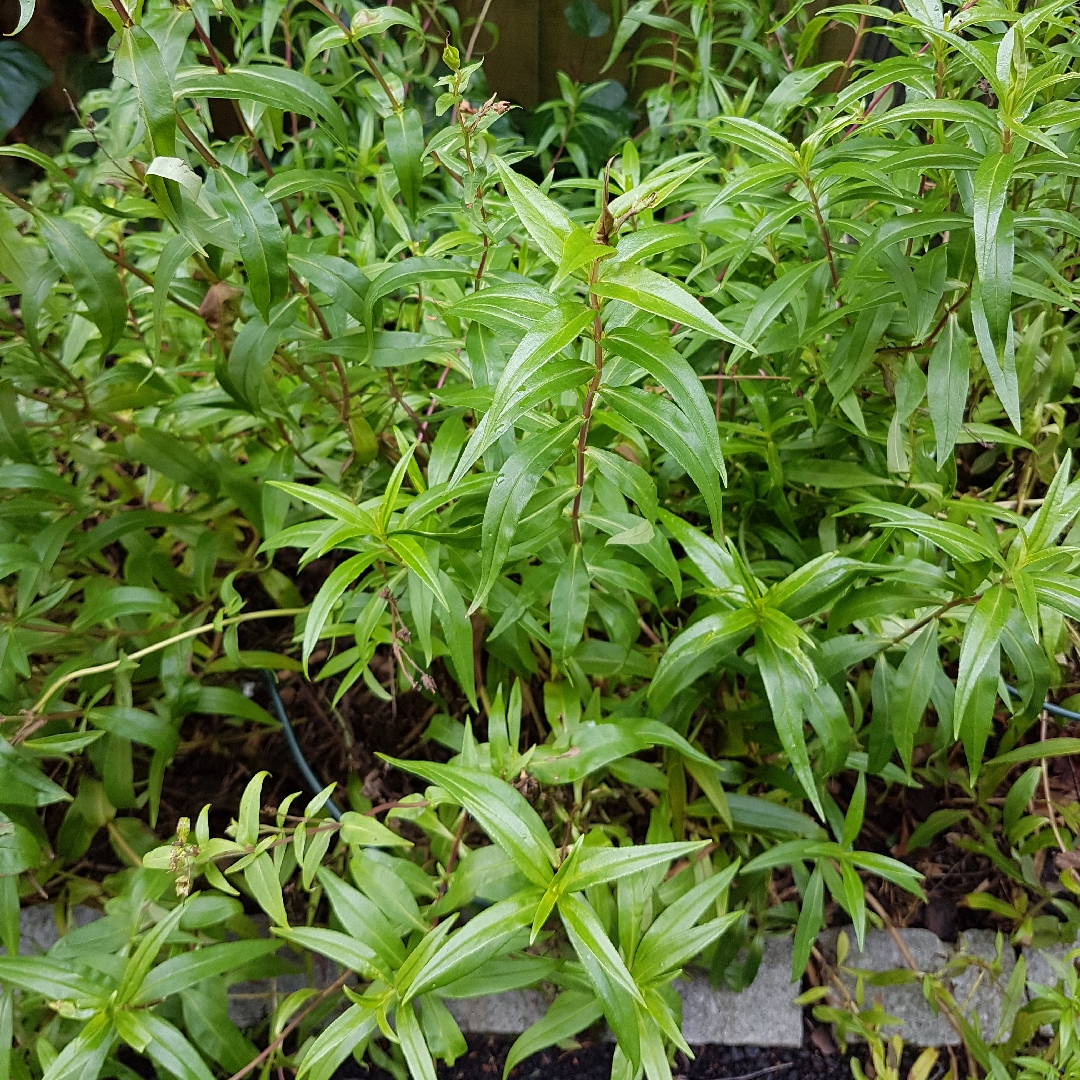 Penstemon Purple Passion in the GardenTags plant encyclopedia Beardtongue Purple Passion in the GardenTags plant encyclopedia