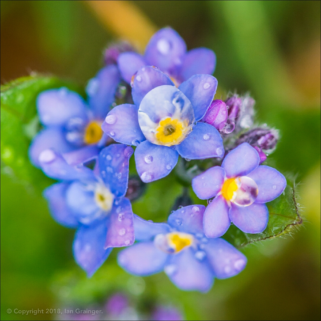 Myosotis in the GardenTags plant encyclopedia Forget-Me-Not in the GardenTags plant encyclopedia
