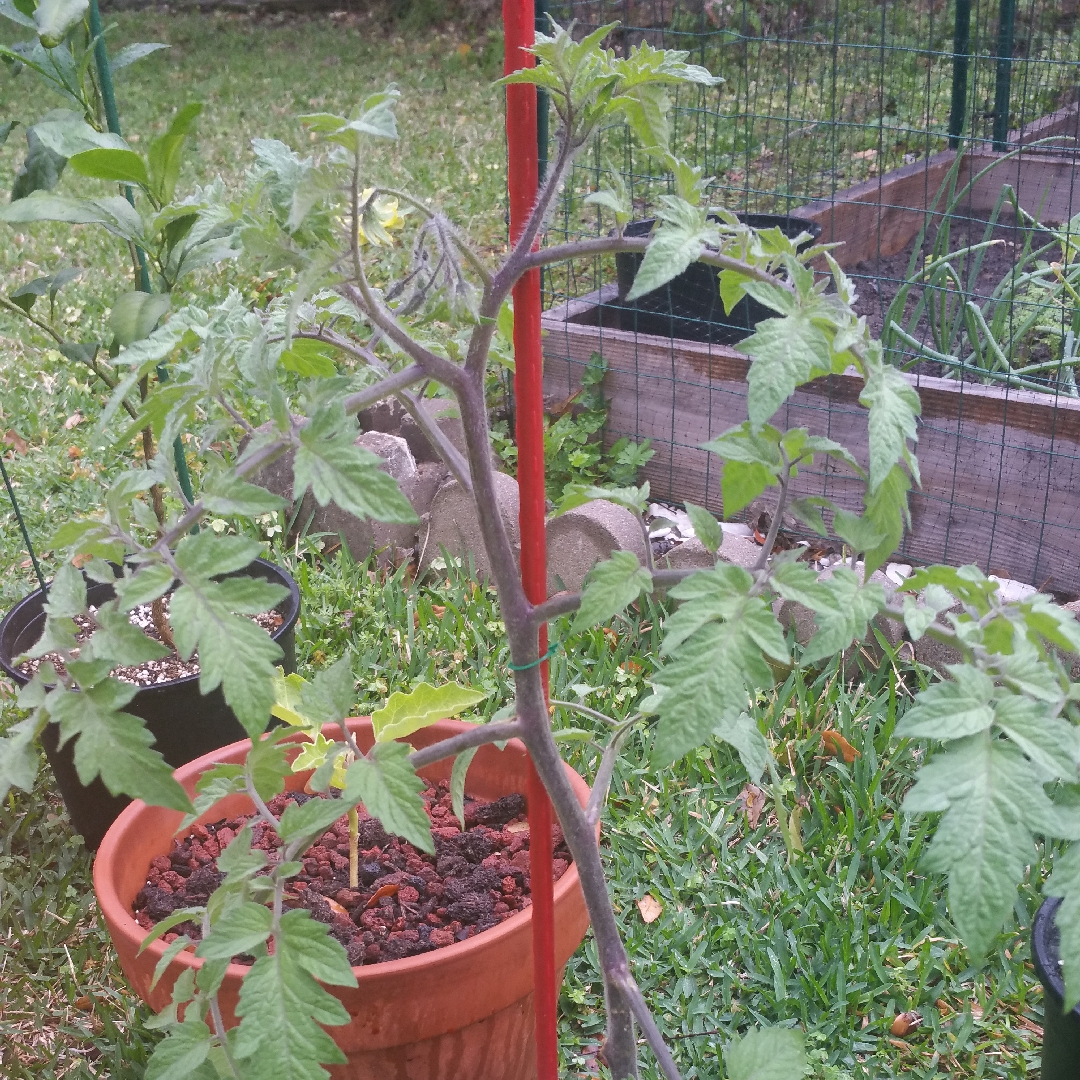 Solanum Lycopersicum Lucid Gem in the GardenTags plant encyclopedia Tomato Lucid Gem (Beefsteak Tomato) in the GardenTags plant encyclopedia