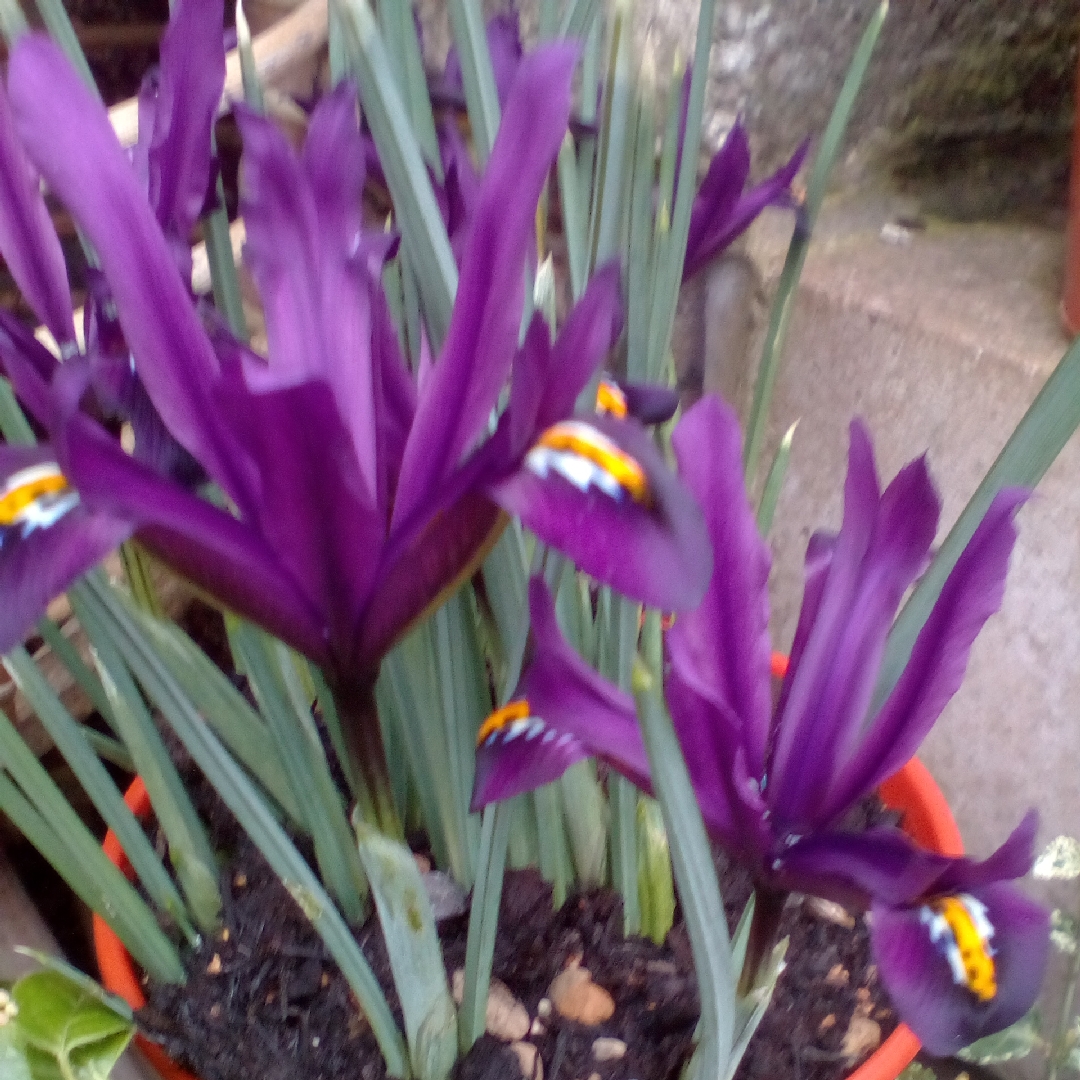 Iris J.S. Dijt syn. Iris reticulata J.S. Dijt in the GardenTags plant encyclopedia Reticulate Iris J.S. Dijt in the GardenTags plant encyclopedia