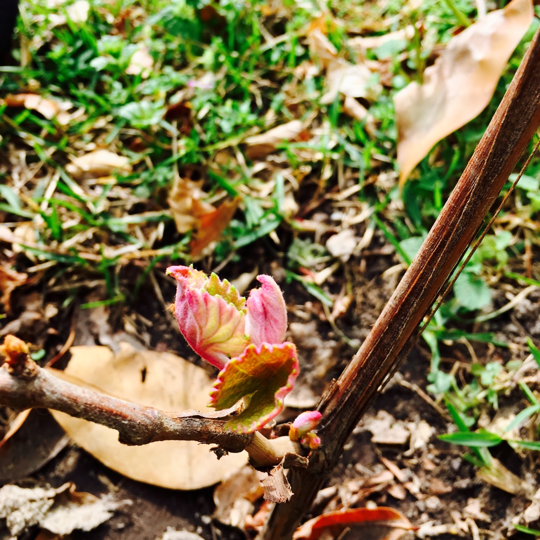 Grape Vine Concord in the GardenTags plant encyclopedia