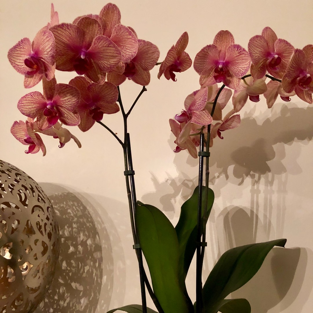 Phalaenopsis MyMonro Bronzer in the GardenTags plant encyclopedia moth orchid MyMonro Bronzer in the GardenTags plant encyclopedia