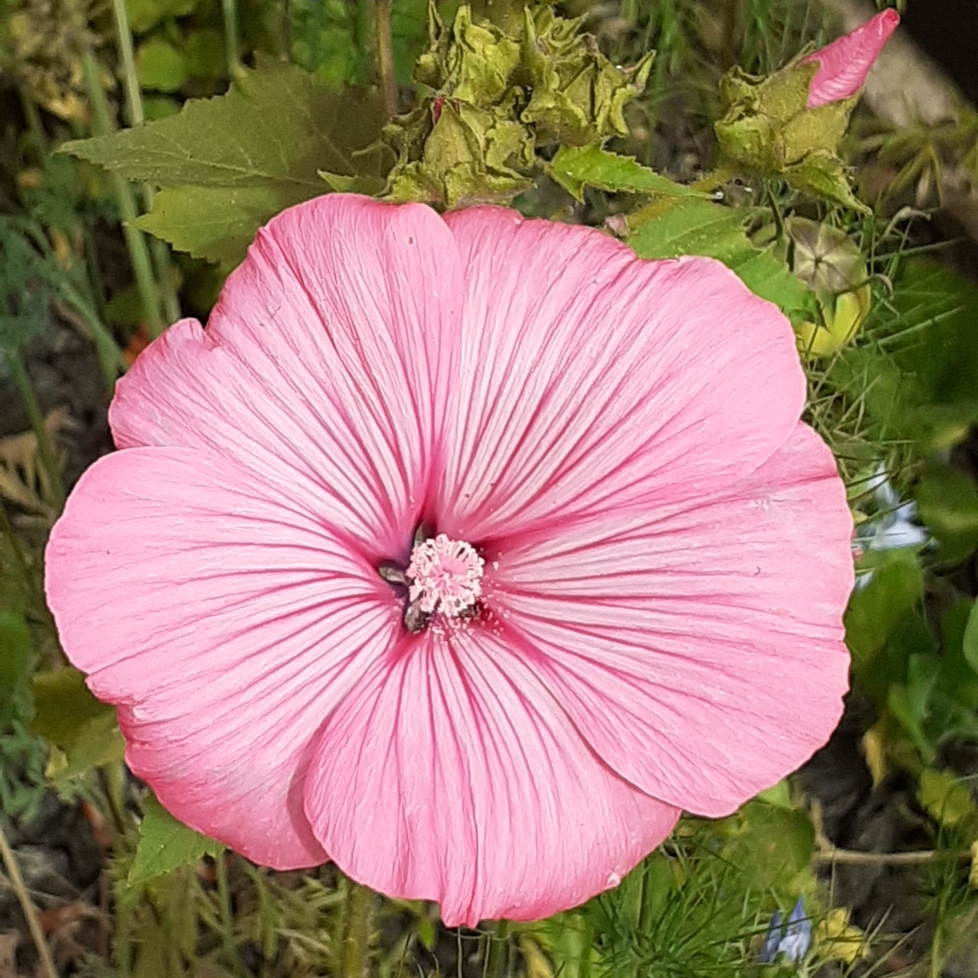 Lavatera trimestris in the GardenTags plant encyclopedia Annual Mallow in the GardenTags plant encyclopedia