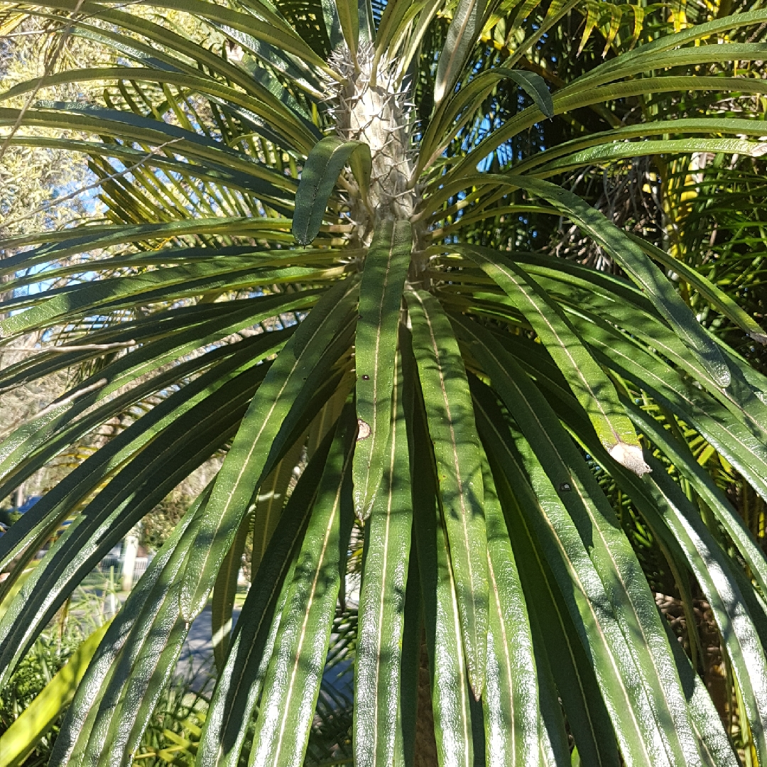Pachypodium geayi in the GardenTags plant encyclopedia Madagascar-palm in the GardenTags plant encyclopedia