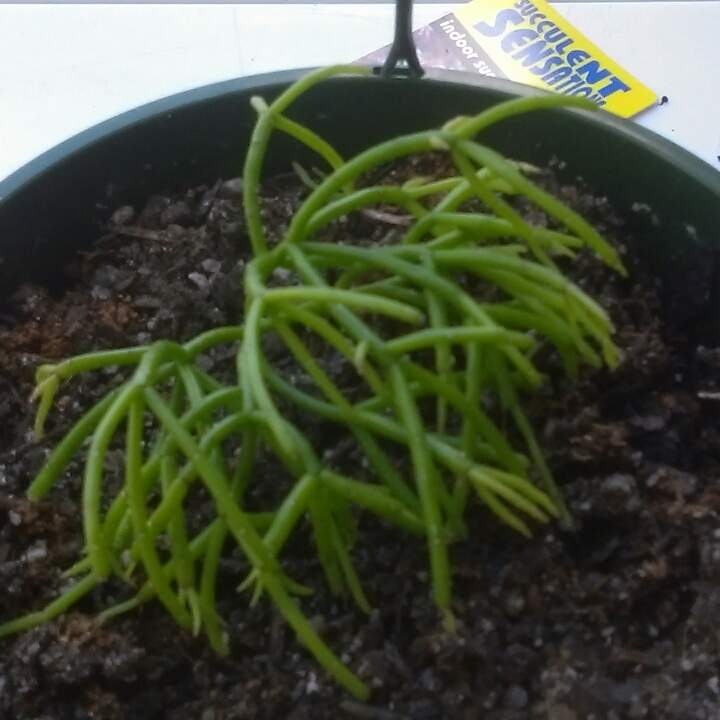 Rhipsalis Teres f. Capilliformis in the GardenTags plant encyclopedia Link Cactus in the GardenTags plant encyclopedia