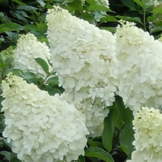 Hydrangea paniculata Polar Bear in the GardenTags plant encyclopedia Hydrangea Polar Bear in the GardenTags plant encyclopedia