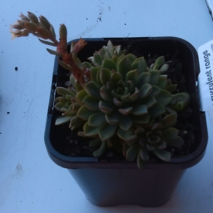 Echeveria Early Date in the GardenTags plant encyclopedia Echeveria Early Date in the GardenTags plant encyclopedia