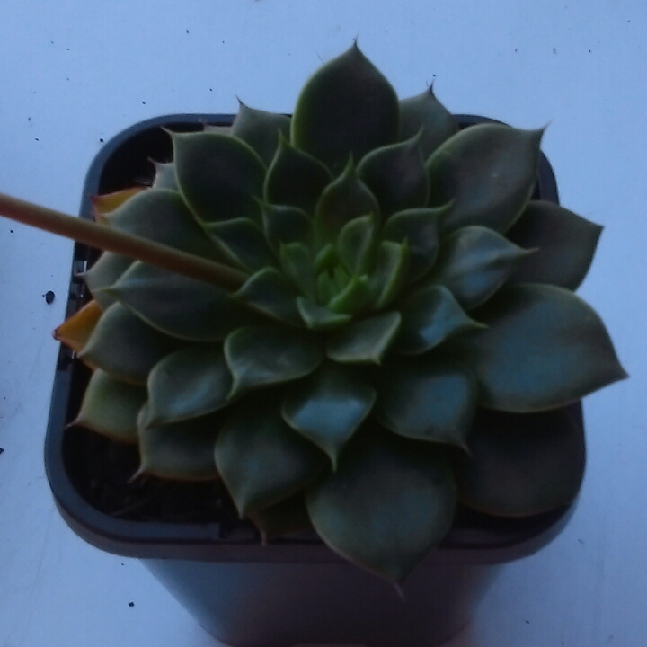Echeveria Tina in the GardenTags plant encyclopedia Echeveria Tina in the GardenTags plant encyclopedia