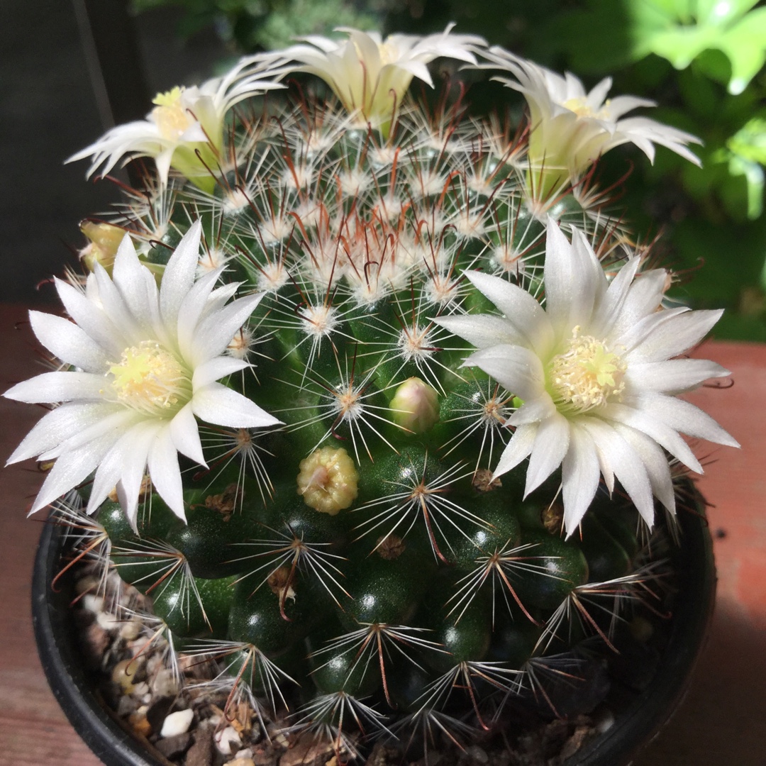 Mammillaria Cactus in the GardenTags plant encyclopedia