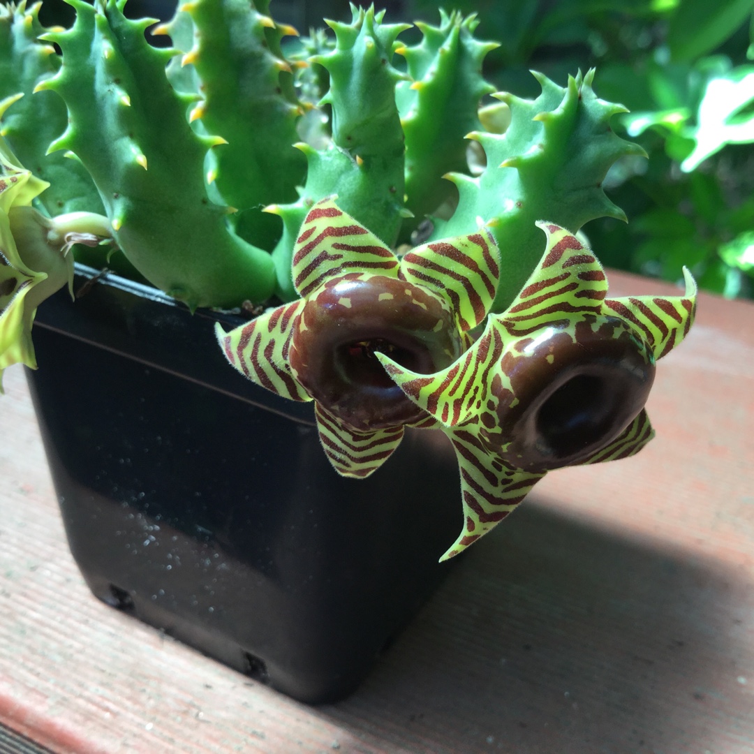 Huernia coccinea Hybrid in the GardenTags plant encyclopedia Starfish Flower in the GardenTags plant encyclopedia