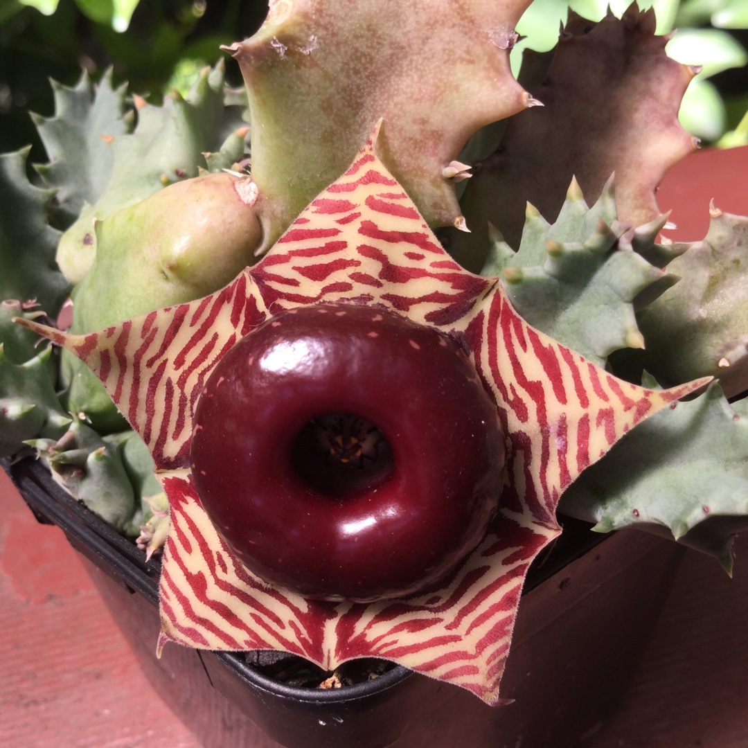 Huernia Zebrina var. Magniflora in the GardenTags plant encyclopedia Starfish Flower Magniflora in the GardenTags plant encyclopedia