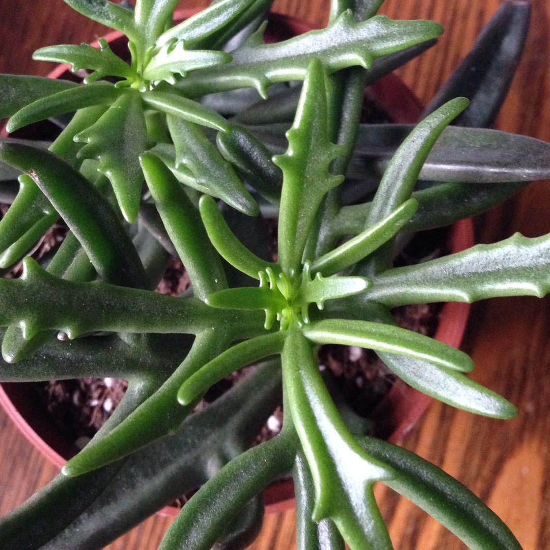 Kalanchoe x kewensis in the GardenTags plant encyclopedia Kalanchoe kewensis in the GardenTags plant encyclopedia