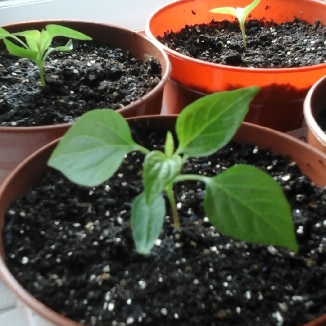 Capsicum Annuum Little Elf in the GardenTags plant encyclopedia Little Elf in the GardenTags plant encyclopedia