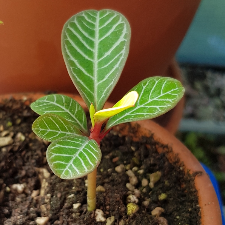 Euphorbia leuconeura in the GardenTags plant encyclopedia The Madagascar Jewel in the GardenTags plant encyclopedia