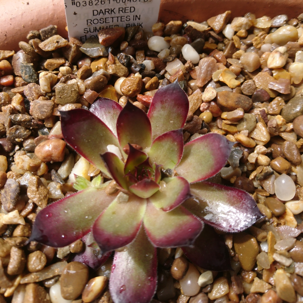 Sempervivum Dark Beauty in the GardenTags plant encyclopedia Sempervivum Dark Beauty in the GardenTags plant encyclopedia