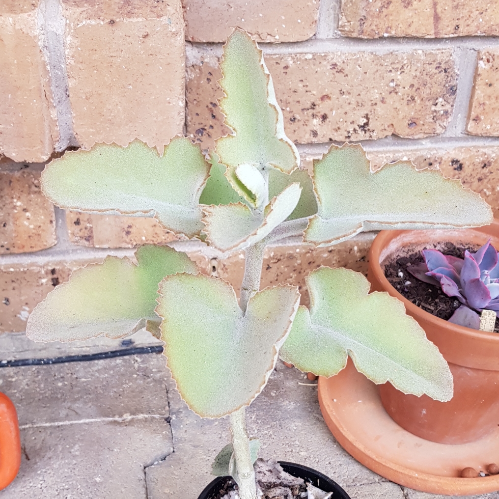 Kalanchoe Beharensis Oak Leaf in the GardenTags plant encyclopedia Kalanchoe Beharensis Oak Leaf in the GardenTags plant encyclopedia