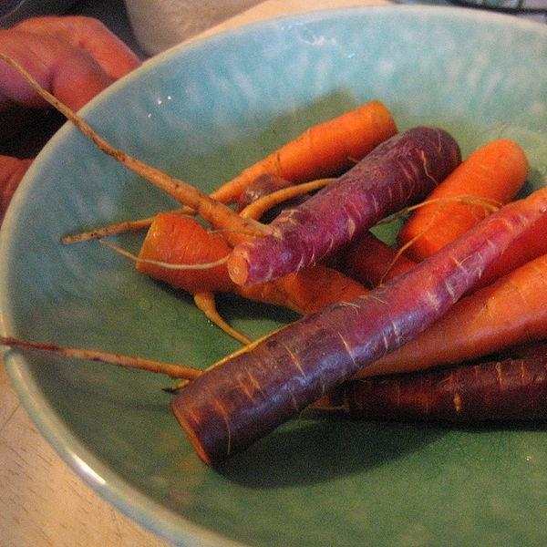 Daucus carota subsp. sativus Purple Haze in the GardenTags plant encyclopedia Carrot Purple Haze in the GardenTags plant encyclopedia