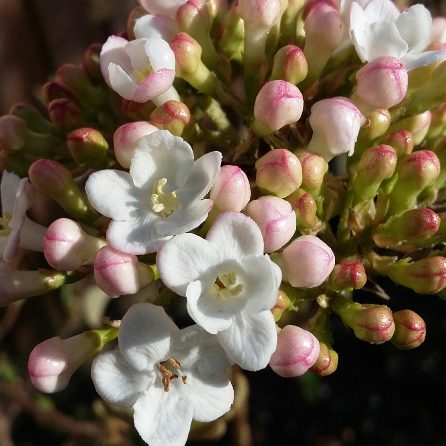 Viburnum x burkwoodii Park Farm Hybrid in the GardenTags plant encyclopedia Burkwood Viburnum Park Farm Hybrid in the GardenTags plant encyclopedia