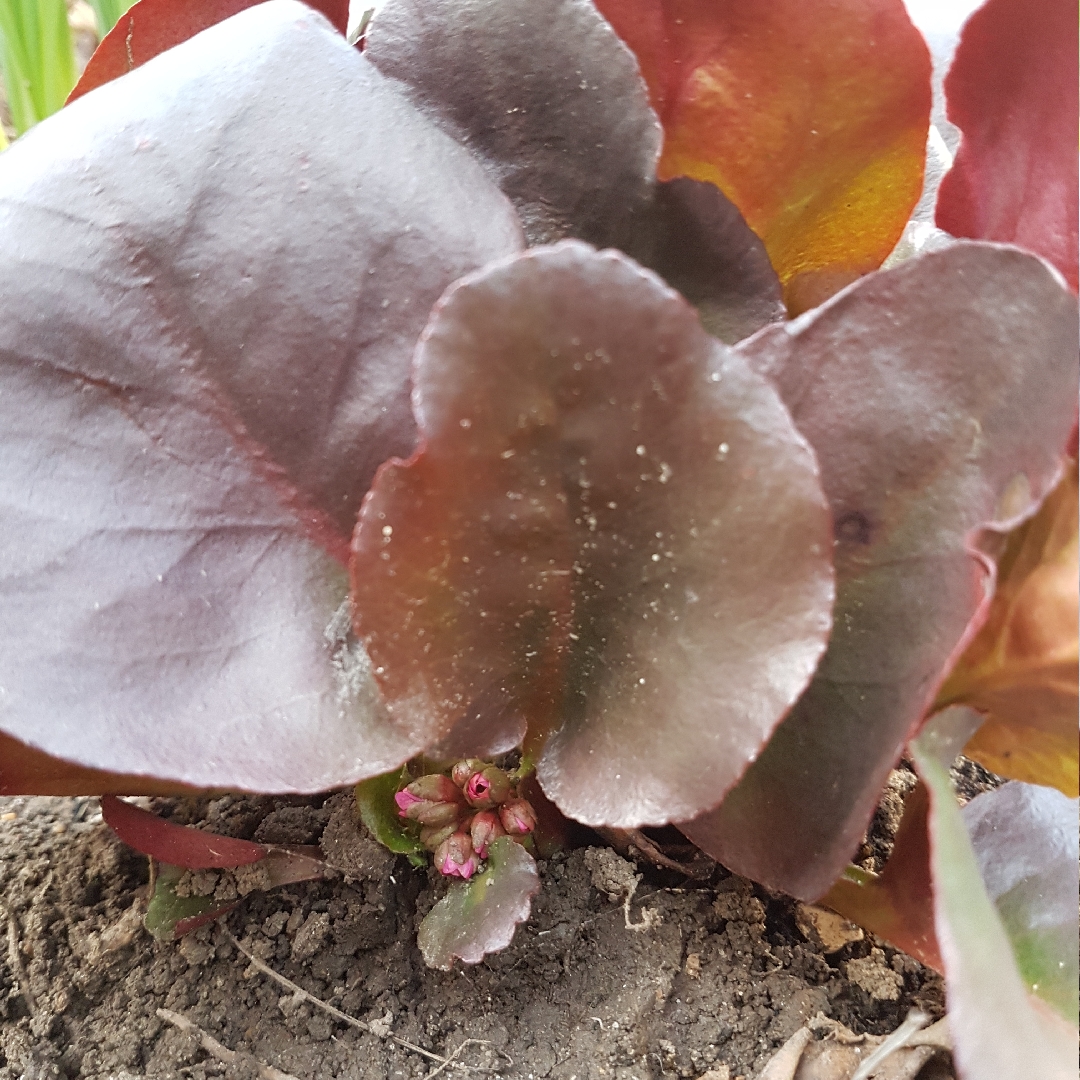Bergenia Overture in the GardenTags plant encyclopedia Elephants Ears Overture in the GardenTags plant encyclopedia