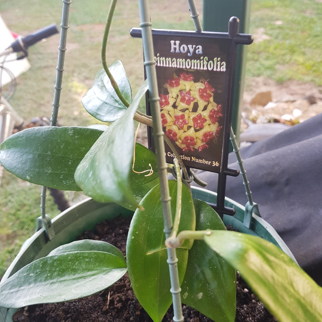 Hoya cinnamomifolia in the GardenTags plant encyclopedia Wax Flower in the GardenTags plant encyclopedia