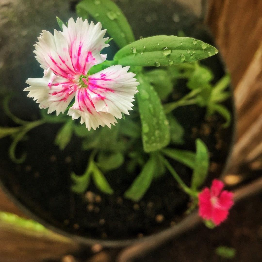 Dianthus chinensis x barbatus in the GardenTags plant encyclopedia Dianthus in the GardenTags plant encyclopedia