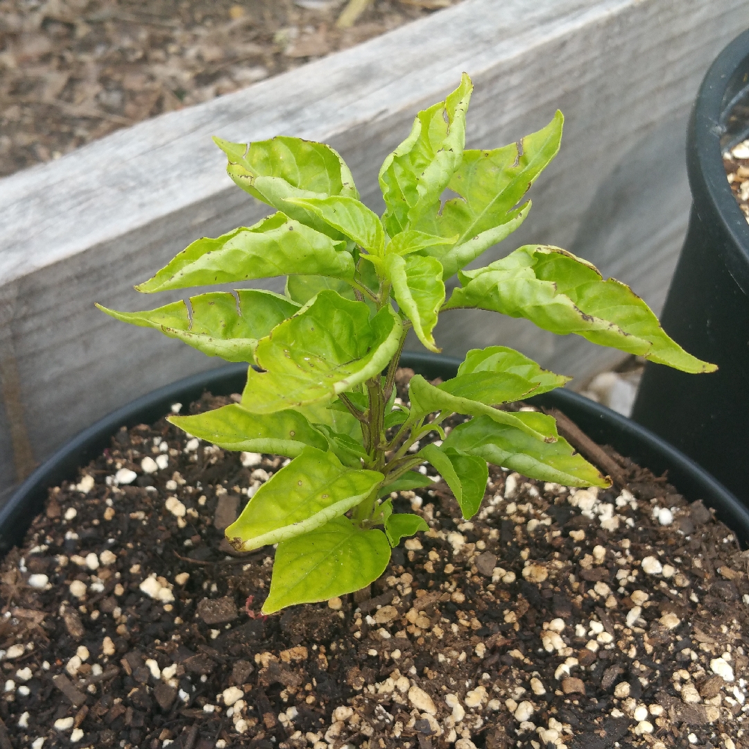 Capsicum Annuum Habanada in the GardenTags plant encyclopedia Habanada Pepper in the GardenTags plant encyclopedia