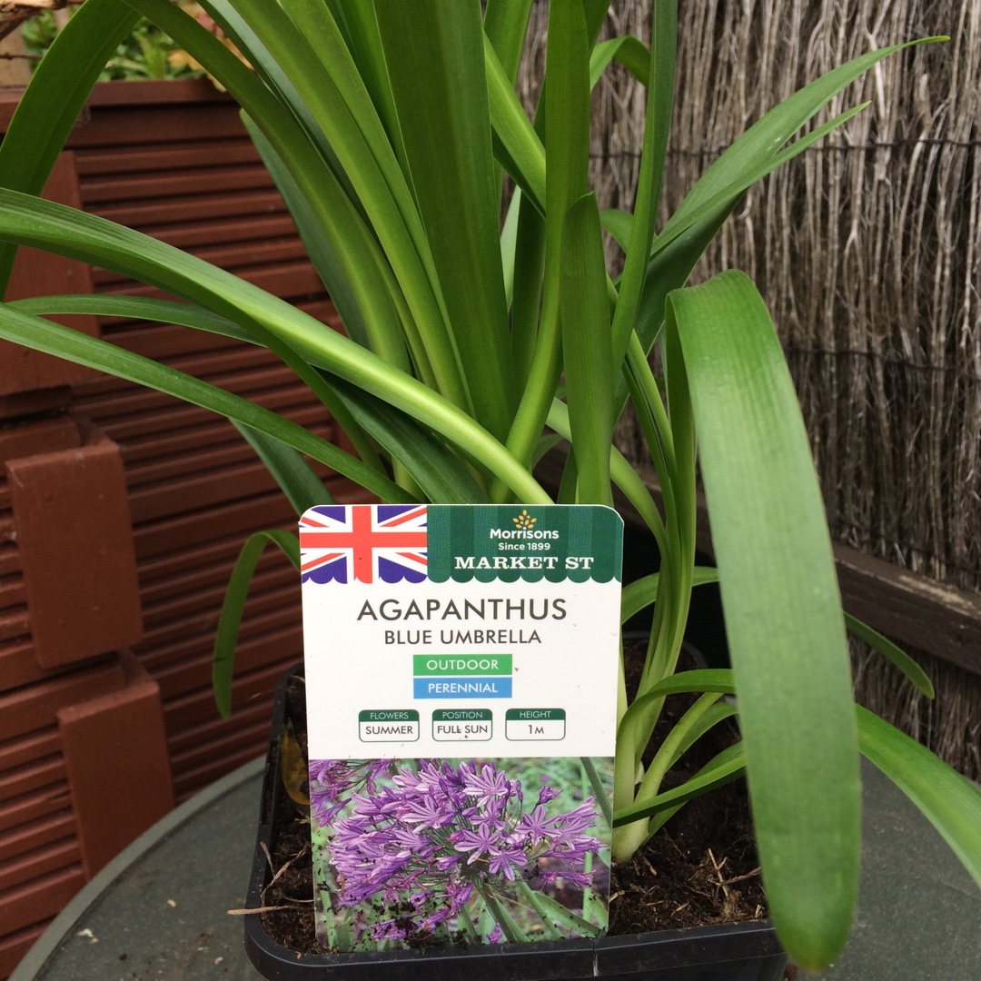 African Lily Blue Umbrella in the GardenTags plant encyclopedia