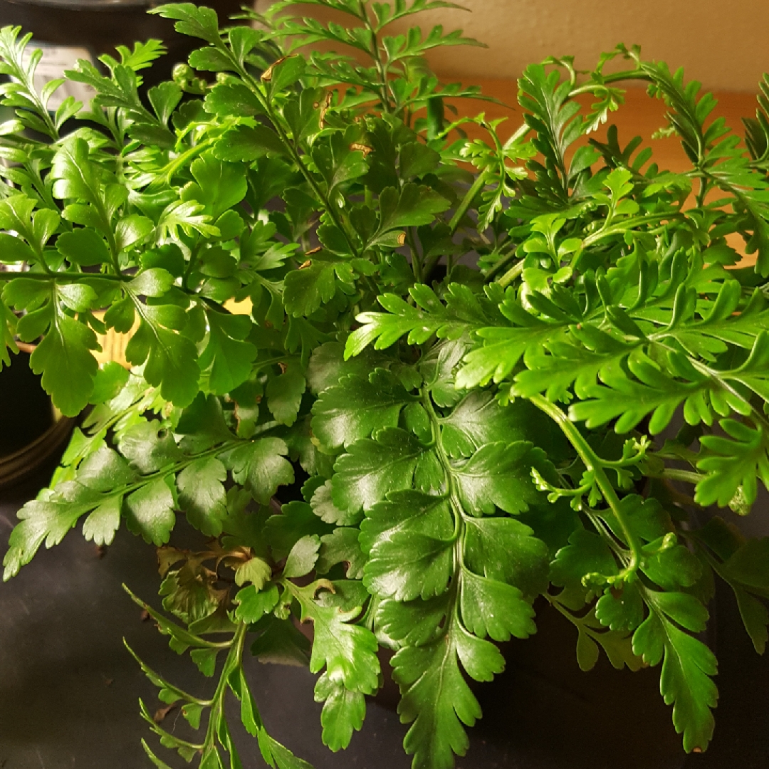 Asplenium dimorphum x difforme in the GardenTags plant encyclopedia Austral Gem Fern in the GardenTags plant encyclopedia