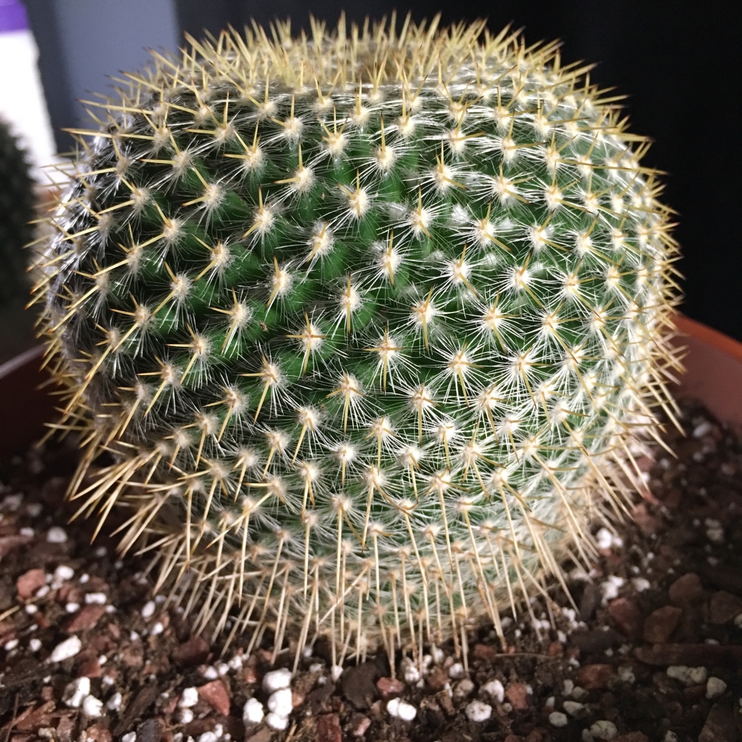 Mammillaria dixanthocentron in the GardenTags plant encyclopedia Mammillaria dixanthocentron in the GardenTags plant encyclopedia
