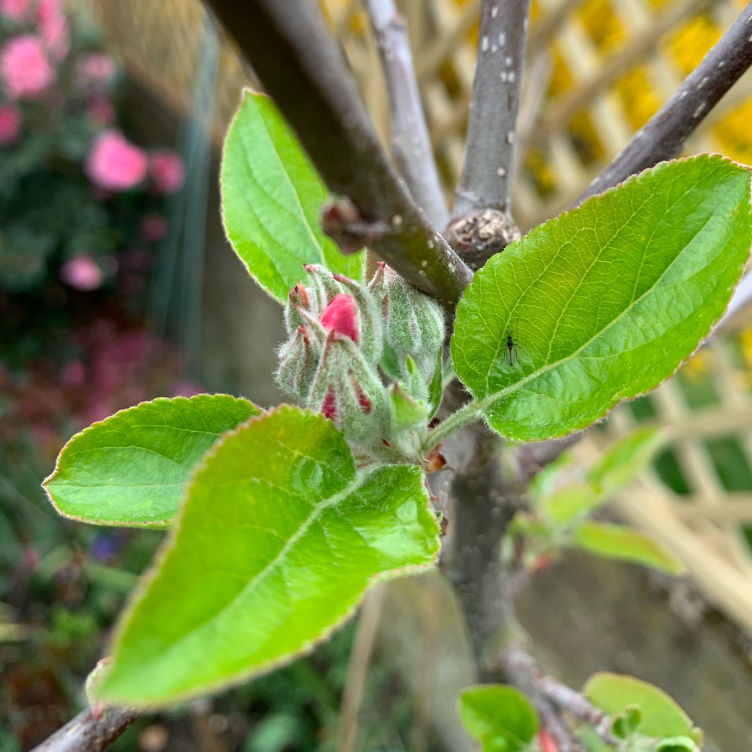 Malus domestica Little Pax in the GardenTags plant encyclopedia Apple Little Pax in the GardenTags plant encyclopedia