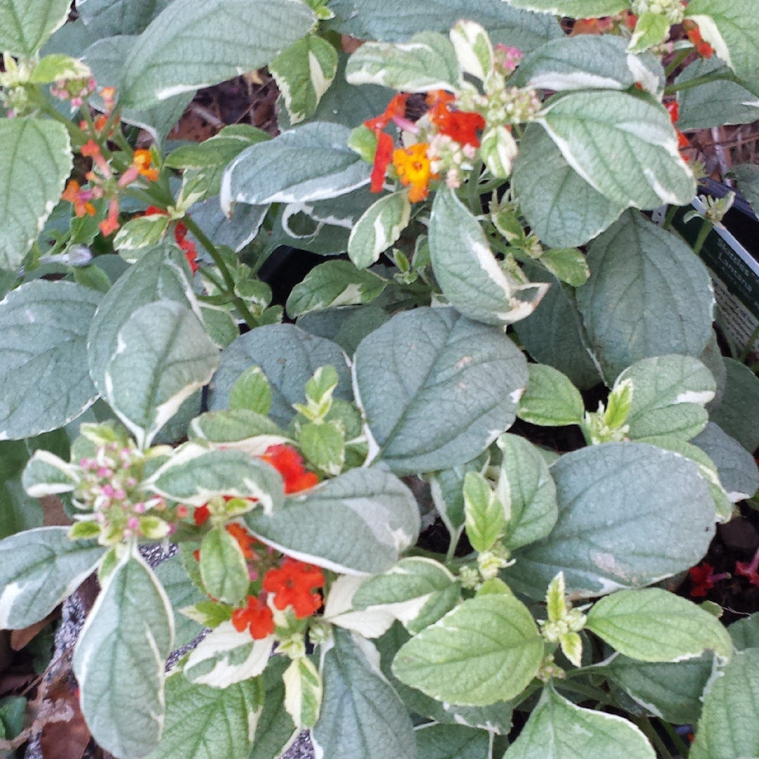 Lantana Skittles in the GardenTags plant encyclopedia Lantana Skittles in the GardenTags plant encyclopedia