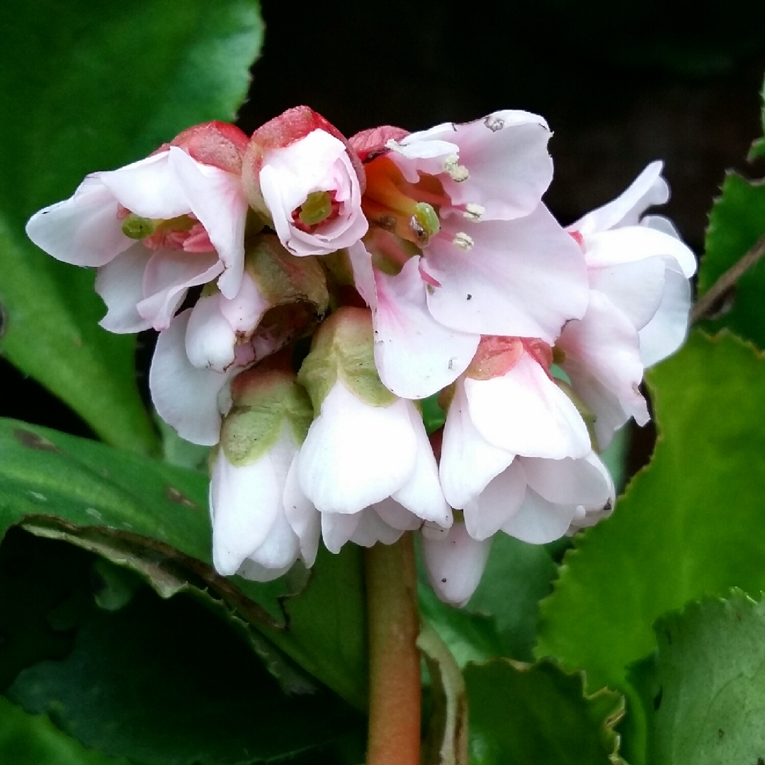 Bergenia Harzkristall in the GardenTags plant encyclopedia Elephants Ears Harzkristall in the GardenTags plant encyclopedia