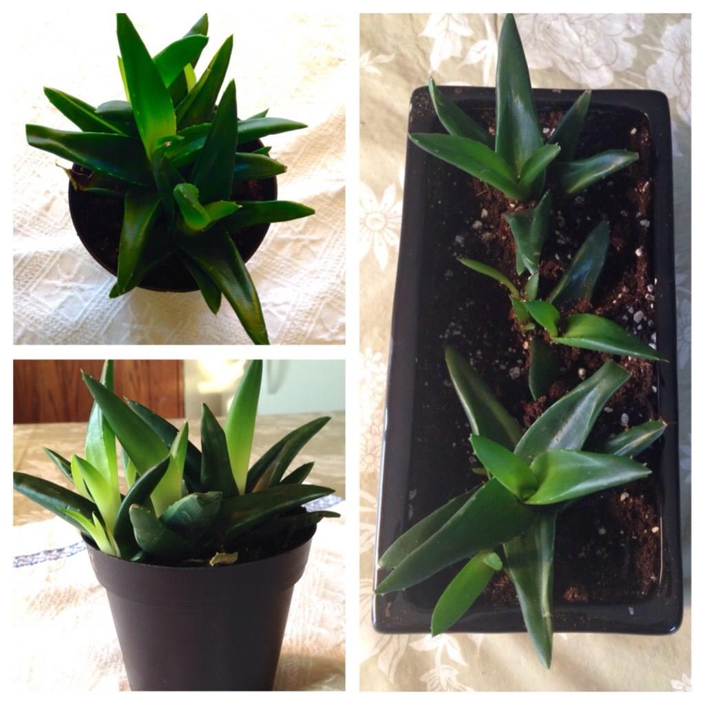 Haworthia Black Gem in the GardenTags plant encyclopedia Haworthia Black Gem in the GardenTags plant encyclopedia