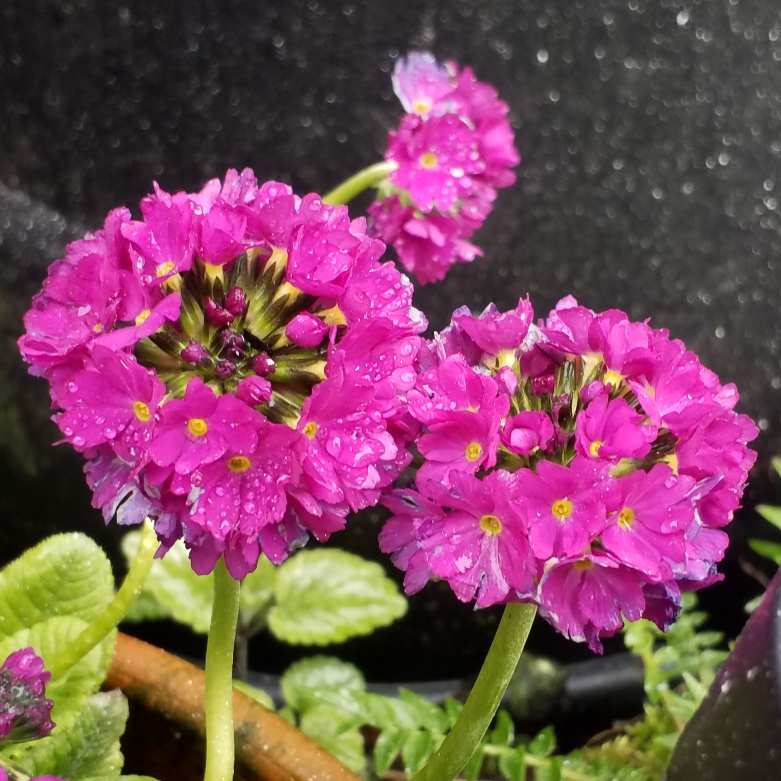 Primula denticulata Confetti Deep Rose in the GardenTags plant encyclopedia Drumstick Primrose Confetti Deep Rose in the GardenTags plant encyclopedia