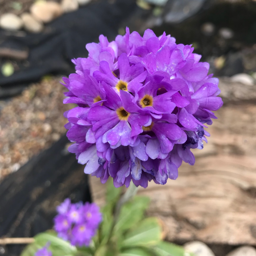 Primula denticulata Confetti Blue in the GardenTags plant encyclopedia Drumstick Primrose Confetti Blue in the GardenTags plant encyclopedia