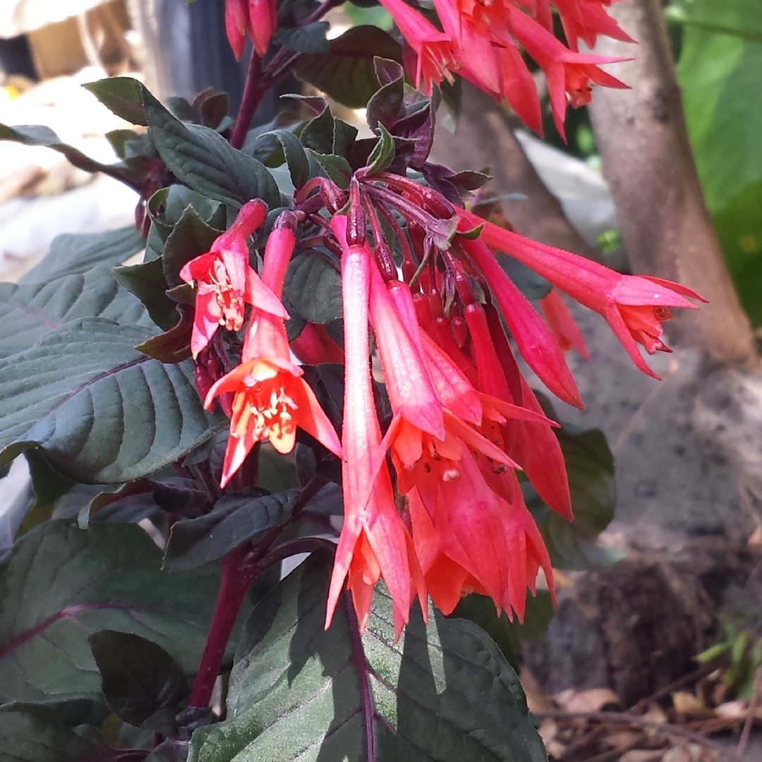 Fuchsia Triphylla in the GardenTags plant encyclopedia Honeysuckle Fuchsia in the GardenTags plant encyclopedia