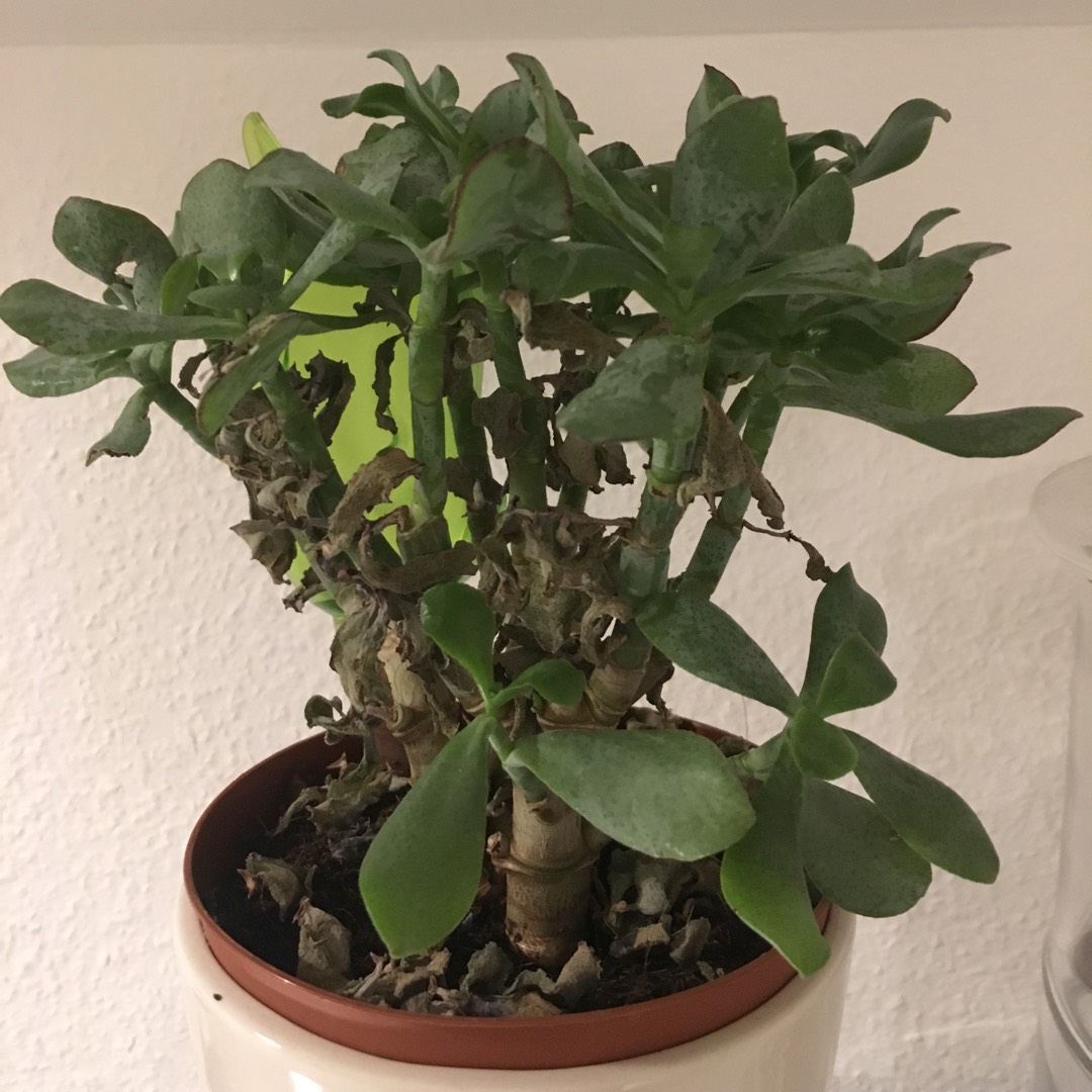 Adromischus cristatus var. schoenlandii in the GardenTags plant encyclopedia Adromischus schoenlandii in the GardenTags plant encyclopedia